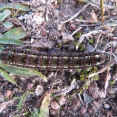 Apina callisto (Pasture Day Moth) at Tuggeranong DC, ACT - 18 Jul 2020 by SandraH