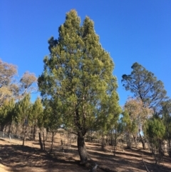 Callitris endlicheri (Black Cypress Pine) at Black Flat at Corrowong - 19 Jul 2020 by BlackFlat