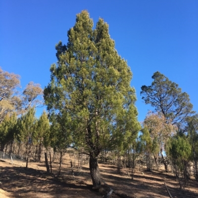 Callitris endlicheri (Black Cypress Pine) at Corrowong, NSW - 19 Jul 2020 by BlackFlat