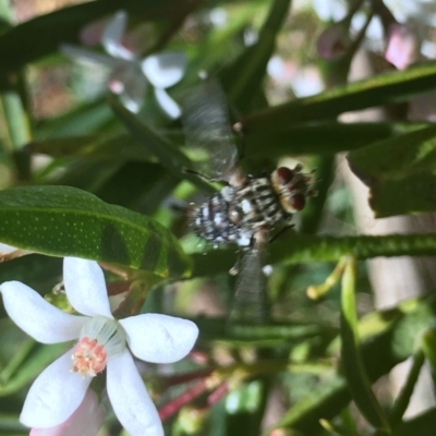 Tachinidae (family) (Unidentified Bristle fly) at Black Flat at Corrowong - 29 Oct 2019 by BlackFlat