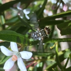 Tachinidae (family) (Unidentified Bristle fly) at Corrowong, NSW - 29 Oct 2019 by BlackFlat