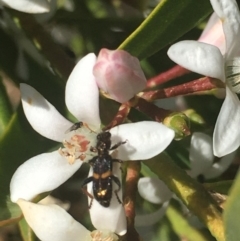 Eleale pulchra (Clerid beetle) at Black Flat at Corrowong - 29 Oct 2019 by BlackFlat