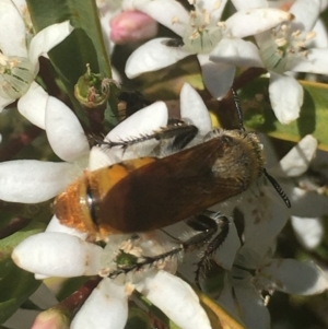 Radumeris tasmaniensis at Corrowong, NSW - 29 Oct 2019