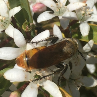 Radumeris tasmaniensis (Yellow Hairy Flower Wasp) at Black Flat at Corrowong - 29 Oct 2019 by BlackFlat