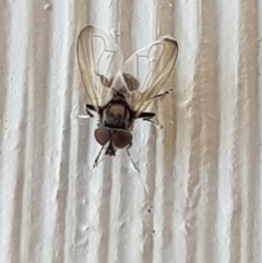 Eumerus sp. (genus) (A hoverfly) at Black Flat at Corrowong - 31 Oct 2019 by BlackFlat