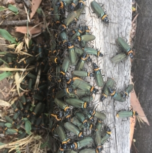 Chauliognathus lugubris at Corrowong, NSW - 18 Jan 2020