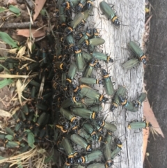 Chauliognathus lugubris (Plague Soldier Beetle) at Black Flat at Corrowong - 18 Jan 2020 by BlackFlat