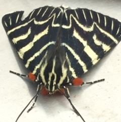 Comocrus behri (Mistletoe Day Moth) at Corrowong, NSW - 6 Feb 2020 by BlackFlat