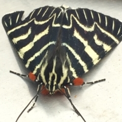 Comocrus behri (Mistletoe Day Moth) at Black Flat at Corrowong - 5 Feb 2020 by BlackFlat