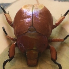 Anoplognathus montanus (Montane Christmas beetle) at Corrowong, NSW - 4 Dec 2019 by BlackFlat