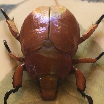 Anoplognathus montanus (Montane Christmas beetle) at Black Flat at Corrowong - 4 Dec 2019 by BlackFlat