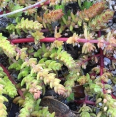 Crassula sieberiana (Austral Stonecrop) at Wollogorang, NSW - 17 Jul 2020 by JaneR