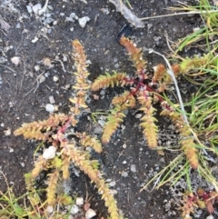 Crassula sieberiana at Wollogorang, NSW - 17 Jul 2020