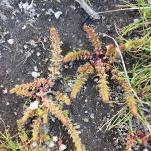 Crassula sieberiana at Wollogorang, NSW - 17 Jul 2020