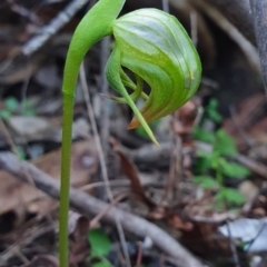 Pterostylis nutans (Nodding Greenhood) at Woodlands, NSW - 19 Jul 2020 by AliciaKaylock