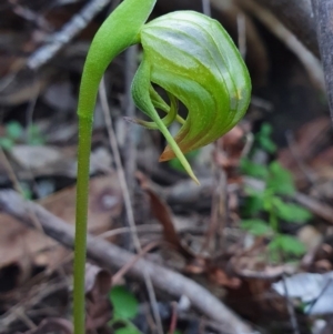 Pterostylis nutans at Woodlands, NSW - suppressed