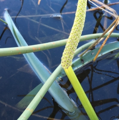 Cycnogeton sp. (Water Ribbons) at Wollogorang, NSW - 17 Jul 2020 by JaneR