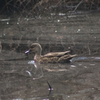 Anas gracilis (Grey Teal) at Mongarlowe River - 19 Jul 2020 by LisaH