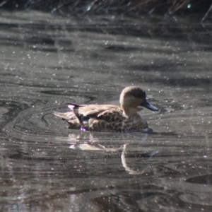 Anas gracilis at Mongarlowe, NSW - 19 Jul 2020