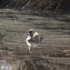 Anas gracilis at Mongarlowe, NSW - 19 Jul 2020 12:03 PM