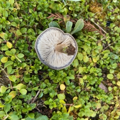 Unidentified Cup or disk - with no 'eggs' at Mongarlowe, NSW - 19 Jul 2020 by LisaH