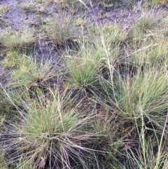 Lachnagrostis filiformis (Blown Grass) at Wollogorang, NSW - 17 Jul 2020 by JaneR