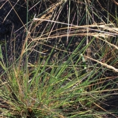 Lachnagrostis filiformis at Wollogorang, NSW - 17 Jul 2020