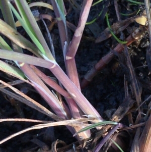 Lachnagrostis filiformis at Wollogorang, NSW - 17 Jul 2020