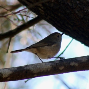 Acanthiza pusilla at Mongarlowe, NSW - 19 Jul 2020