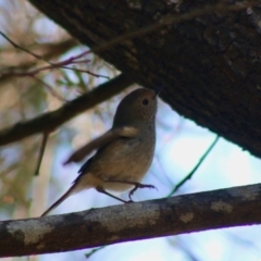 Acanthiza pusilla at Mongarlowe, NSW - 19 Jul 2020