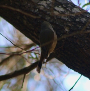 Acanthiza pusilla at Mongarlowe, NSW - 19 Jul 2020