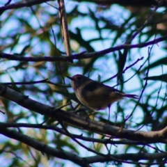 Acanthiza pusilla at Mongarlowe, NSW - 19 Jul 2020