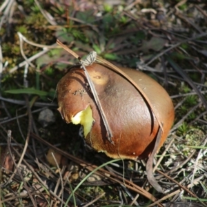 Suillus sp. at Mongarlowe, NSW - 19 Jul 2020