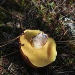 Suillus sp. at Mongarlowe, NSW - 19 Jul 2020