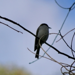 Melithreptus lunatus (White-naped Honeyeater) at Mongarlowe River - 19 Jul 2020 by LisaH