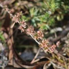 Leucopogon sp. (A Beard-heath) at Mongarlowe River - 19 Jul 2020 by LisaH