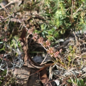 Leucopogon sp. at Mongarlowe, NSW - 19 Jul 2020
