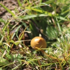 Unidentified Cap on a stem; teeth below cap at Mongarlowe, NSW - 19 Jul 2020 by LisaH