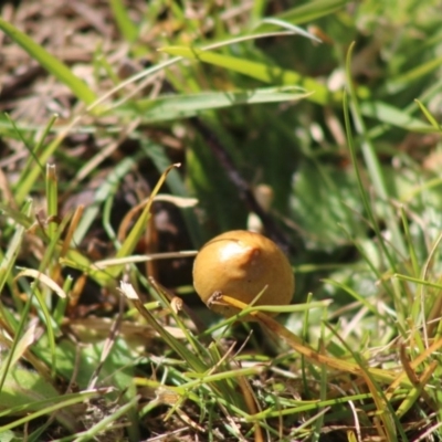 Unverified Cap on a stem; teeth below cap at Mongarlowe, NSW - 19 Jul 2020 by LisaH