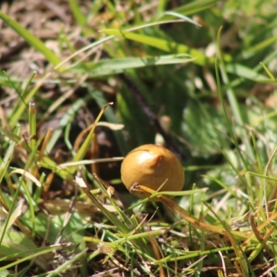 Unidentified Cap on a stem; teeth below cap at Mongarlowe River - 19 Jul 2020 by LisaH