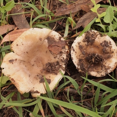 Russula amoenolens-like at Macquarie, ACT - 3 Apr 2020 by Heino1