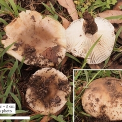 Russula amoenolens-like at Macquarie, ACT - 3 Apr 2020