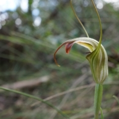 Diplodium decurvum (Summer greenhood) at Tennent, ACT - 6 Apr 2014 by AaronClausen