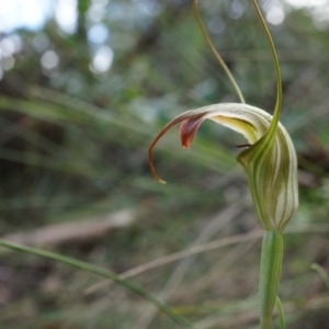 Diplodium decurvum at Tennent, ACT - 6 Apr 2014