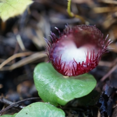 Corysanthes hispida (Bristly Helmet Orchid) at Tennent, ACT - 6 Apr 2014 by AaronClausen
