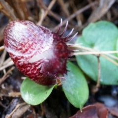 Corysanthes hispida (Bristly Helmet Orchid) at Tennent, ACT - 6 Apr 2014 by AaronClausen