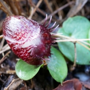 Corysanthes hispida at Tennent, ACT - suppressed