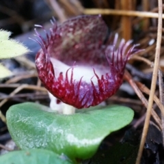 Corysanthes hispida at Tennent, ACT - suppressed