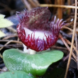 Corysanthes hispida at Tennent, ACT - suppressed