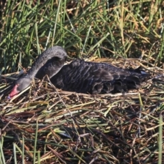 Cygnus atratus (Black Swan) at JER700: JWs - Eyrie St Wetland - 19 Jul 2020 by AlisonMilton